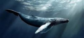 چالش «نهنگ آبی» از زبان امام جمعه صفادشت